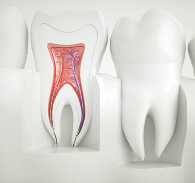 Illustration of the inside of a tooth